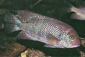 Vieja microphthalma