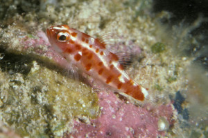 Wheelerigobius  wirtzi