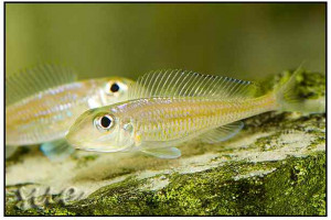 Xenotilapia leptura