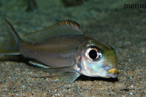 Xenotilapia ornatipinnis