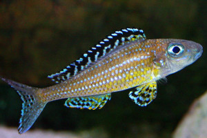 Xenotilapia papilio