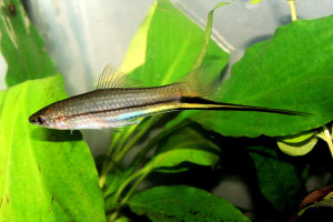 Xiphophorus signum