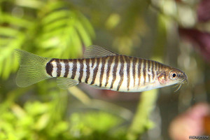 Yunnanilus cruciatus