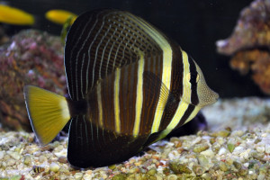 Zebrasoma veliferum