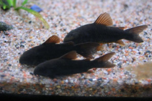 ZZ Corydoras sp.aeneus "black  Venezuela"