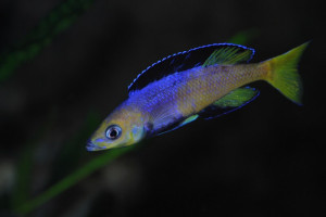 ZZ Cyprichromis sp. jumbo