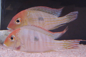 ZZ Geophagus sp. red head