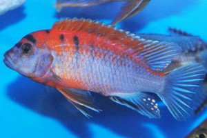 ZZ Labidochromis "Hongi Red Top"