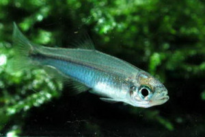 ZZ Petruichthys sp. 