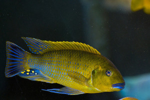 ZZ Pseudotropheus sp. 