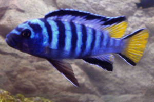 ZZ Pseudotropheus sp. elongatus mpanga