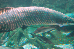 Arapaima gigas