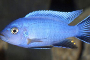 Cynotilapia axelrodi