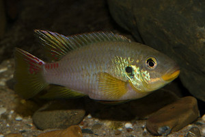 Benitochromis finleyi