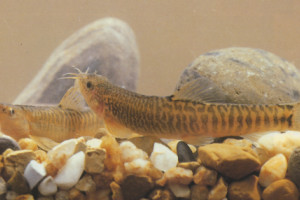 Barbatula labiata