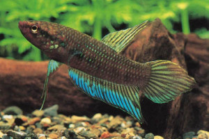 Betta dimidiata