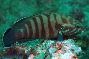 Cephalopholis boenak