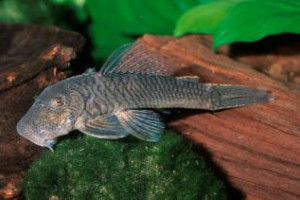 Chaetostoma breve