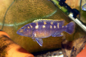 Melanochromis baliodigma