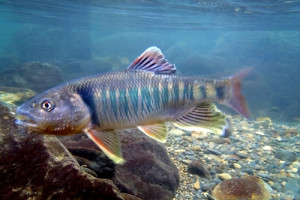 Opsariichthys bidens