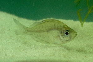 Pseudambassis baculis