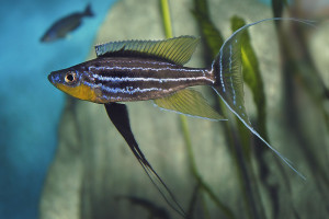 Benthochromis tricoti