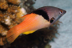 Bodianus mesothorax