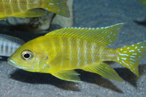 ZZ Aulonocara sp.Lupingu