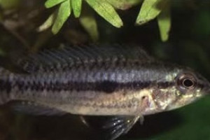 Apistogramma inornata