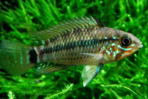 Apistogramma pleurotaenia