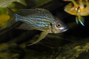 Aulonocranus dewindti