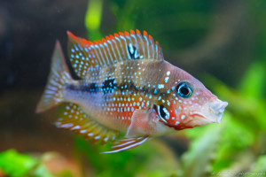 Thorichthys affinis