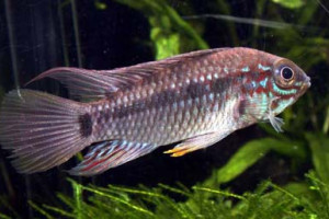 Apistogramma moae