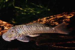 Chaetostoma anale
