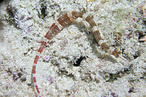 Corythoichthys amplexus