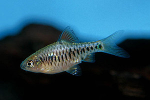 Puntius aurotaeniatus