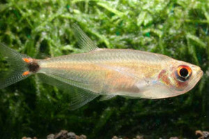 Scopaeocharax atopodus