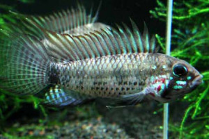 ZZ Apistogramma sp breitbinden