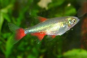 Aphyocharax yekwanae