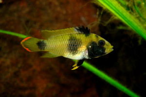 Apistogramma nijsseni