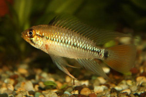 Apistogramma cruzi