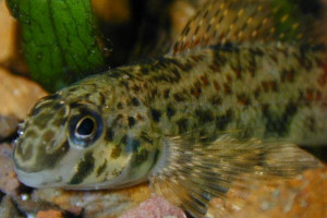 Etheostoma blennioides