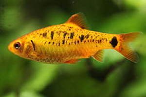 Puntius bramoides