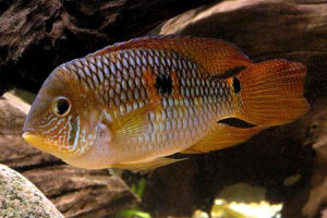 Cichlasoma bimaculatum