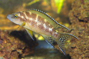 Neolamprologus buescheri