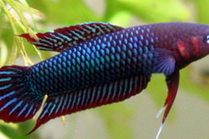 Betta uberis