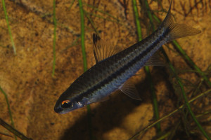 Barbus miolepis