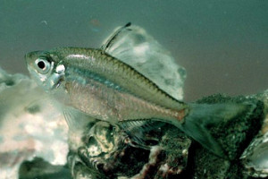 Poisson perca fluviatilis (perche) : fiche complète, paramètres, volume,  maintenance en aquarium, reproduction et nourriture