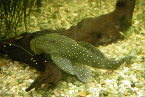 Chaetostoma greeni