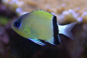 Chromis retrofasciata